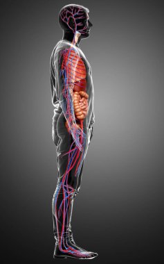 3D, erkek dolaşım sisteminin ve iç organlarının tıbben doğru bir gösterimi.
