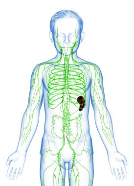 3D, genç bir çocuğun lenfatik sisteminin tıbben doğru bir çizimi.