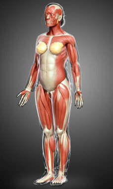 3D, kadın kas sisteminin tıbben doğru bir göstergesi.