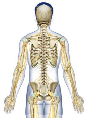 3D, sinir sistemi ve iskelet sisteminin tıbbi olarak doğru bir gösterimi.