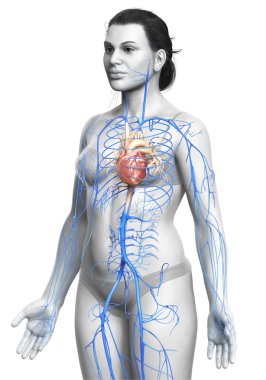 Dişi dolaşım sisteminin 3D çizimi