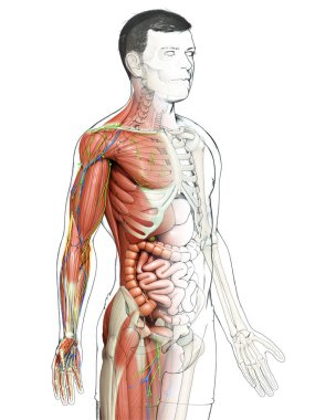 3D, tıbbi olarak erkek anatomisini doğruluyor.