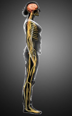 3D, tıbbi olarak bir kadın sinir sisteminin doğru bir örneği.