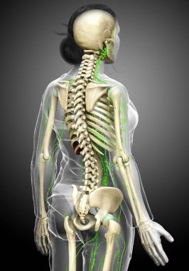 3D, tıbbi olarak bir kadın lenf sisteminin doğru bir çizimi.