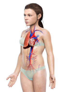 3 boyutlu, tıbbi olarak genç bir kızın akciğer anatomisini gösteriyor.