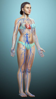 3D, kadın damar anatomisini tıbben doğru gösteriyor.