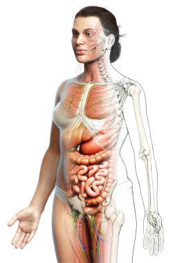 3D, tıbbi olarak kadın anatomisini doğruluyor.