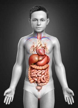 3D, Çocuk Sindirim Sistemi ve Kalbinin tıbben doğru bir gösterimi.