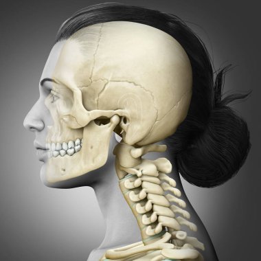3 boyutlu, tıbbi olarak kadın kafatası ve boyun anatomisini gösteriyor.