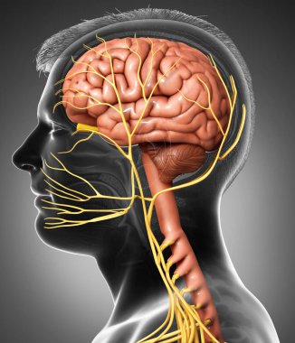 3D, erkek beyin anatomisini tıbben doğru gösteriyor.