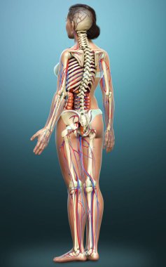 3D, kadın iç organlarının, iskeletinin ve dolaşım sisteminin tıbben doğru bir çizimi.
