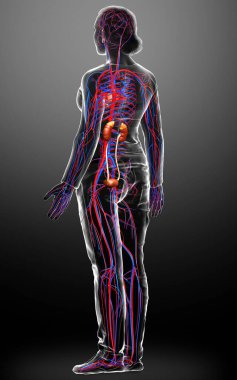 Kadın böbreklerinin ve dolaşım sisteminin 3 boyutlu, tıbben doğru çizimi