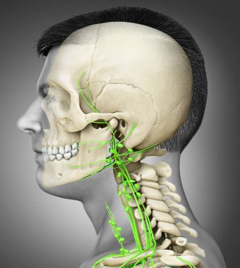 3D, erkek yüzü lenf sistemi ve iskelet sisteminin tıbben doğru bir gösterimi.