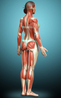 3D, kadın kas sisteminin tıbben doğru bir göstergesi.