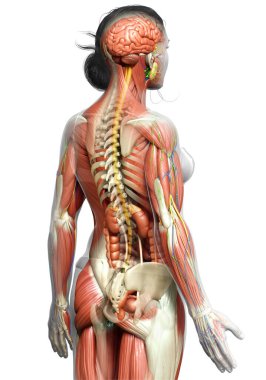 3D, tıbbi olarak kadın anatomisini doğruluyor.