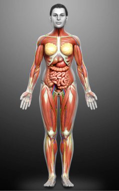 3D, tıbbi olarak kadın anatomisini doğruluyor.