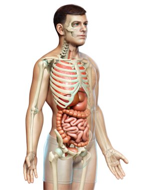 3D, erkek iç organlarının ve iskelet sisteminin tıbben doğru çizimi.