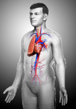 Erkek akciğer anatomisinin 3 boyutlu, tıbben doğru bir örneği.