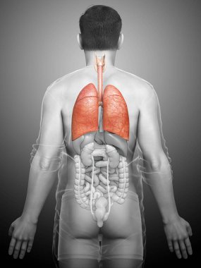 Erkek akciğer anatomisinin 3 boyutlu, tıbben doğru bir örneği.