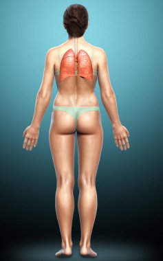 3 boyutlu, tıbbi olarak kadın akciğer anatomisini gösteriyor.