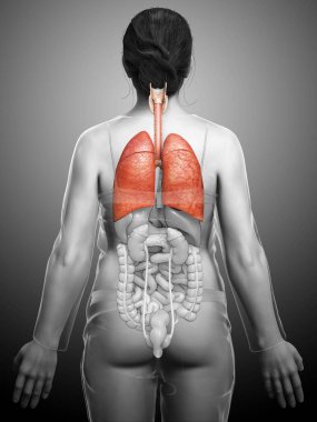 3 boyutlu, tıbbi olarak kadın akciğer anatomisini gösteriyor.