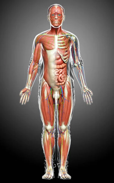 Wykonane Medycznie Dokładne Męskiej Anatomii — Zdjęcie stockowe