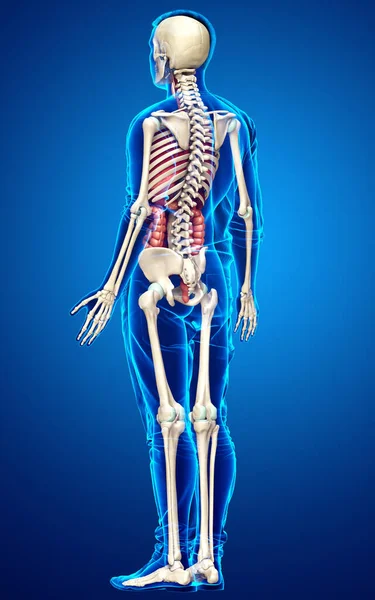 Rendered Medically Accurate Illustration Male Internal Organs Skeleton System — Stock Photo, Image