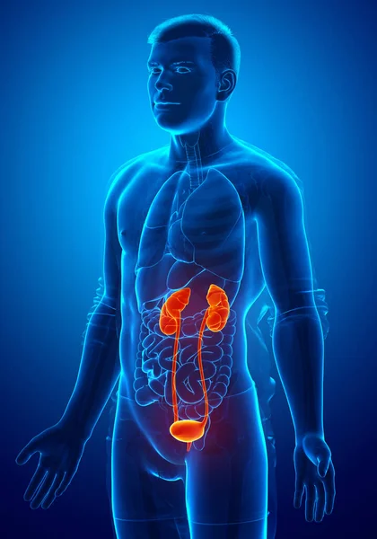 Gerenderte Medizinisch Genaue Darstellung Der Hervorgehobenen Nieren Und Des Harnsystems — Stockfoto