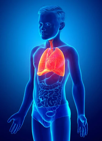 Rendered Medically Accurate Illustration Young Boy Lung Anatomy — Stock Photo, Image