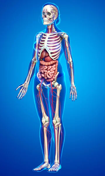3D对女性内脏器官 骨骼和循环系统进行了准确的医学描述 — 图库照片
