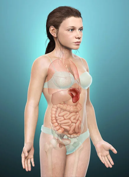 Återges Medicinskt Korrekt Illustration Ung Flicka Mjälte Anatomi — Stockfoto