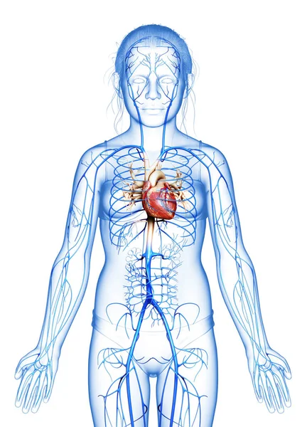 Genç Kız Damar Anatomisini Tıbben Doğru Göstermiştir — Stok fotoğraf