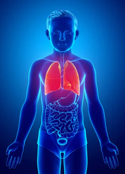 Renderizado Ilustração Medicamente Precisa Menino Anatomia Pulmonar — Fotografia de Stock