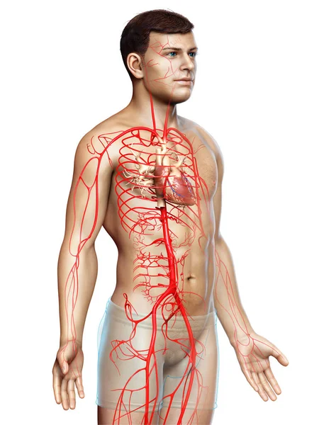 Renderizado Ilustración Médicamente Precisa Las Arterias Masculinas —  Fotos de Stock