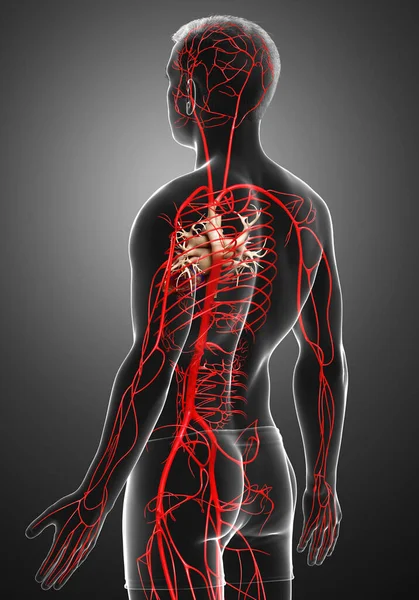 Reso Illustrazione Clinicamente Accurata Delle Arterie Maschili — Foto Stock