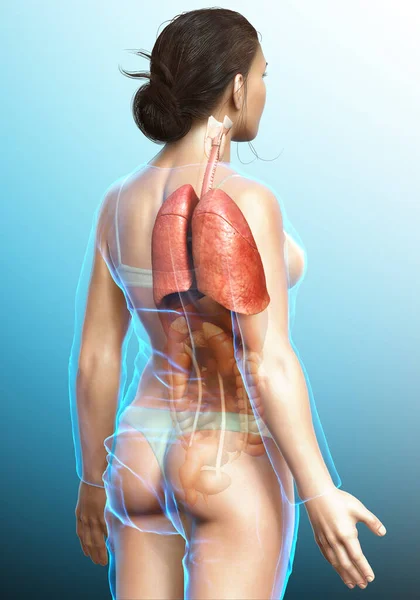 Renderizado Ilustración Médicamente Precisa Una Anatomía Pulmonar Femenina —  Fotos de Stock