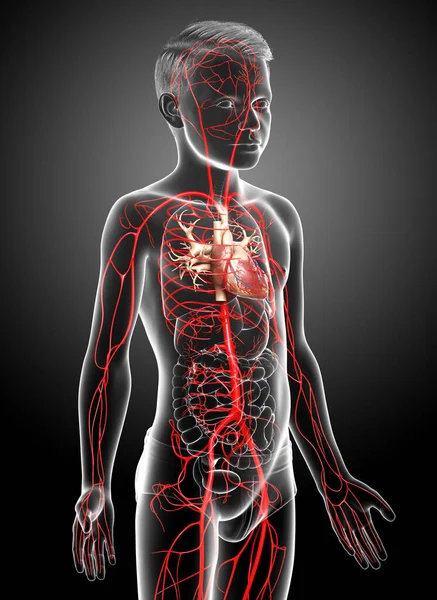 3D准确地展示了年幼男孩动脉的医学特征 — 图库照片