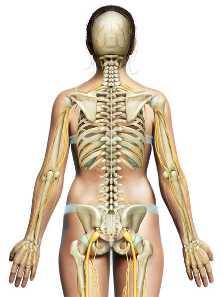 3d rendered medically accurate illustration ofa female nervous system and skeleton system
