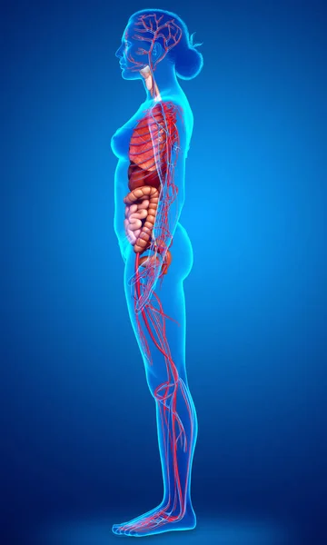 Medisch Nauwkeurige Illustratie Van Vrouwelijke Bloedsomloop Interne Organen — Stockfoto