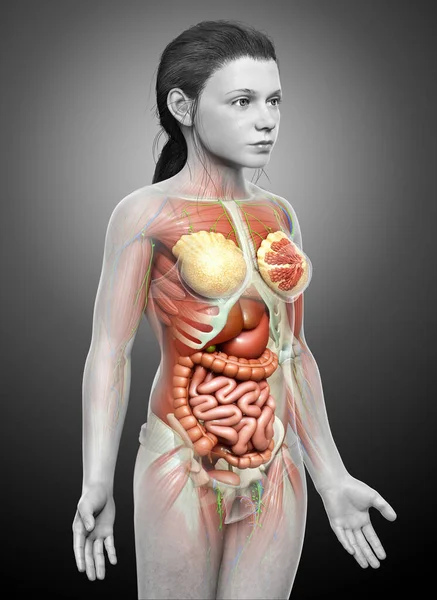 Rendered Medically Accurate Young Girl Anatomy — Stock Photo, Image