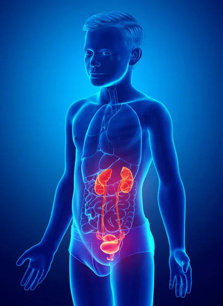 3D拍摄的 医学上准确的描述了这名年轻男孩突出的肾和泌尿系统 — 图库照片