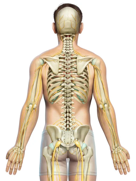 Gerenderte Medizinisch Genaue Darstellung Des Nervensystems Und Des Skelettsystems — Stockfoto