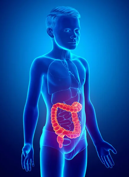 Renderizado Ilustración Médicamente Precisa Anatomía Del Intestino Grueso Del Niño — Foto de Stock