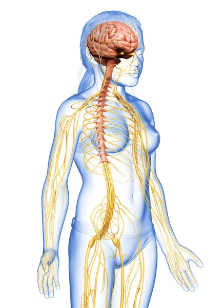 Renderizado Medicamente Ilustração Precisa Uma Jovem Menina Sistema Nervoso — Fotografia de Stock