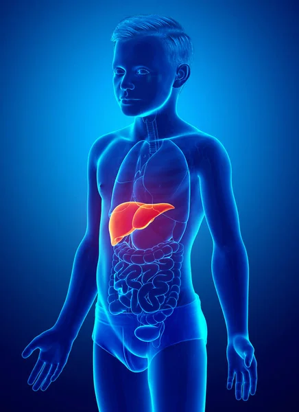 Återgiven Medicinskt Korrekt Illustration Ung Pojke Leveranatomi — Stockfoto