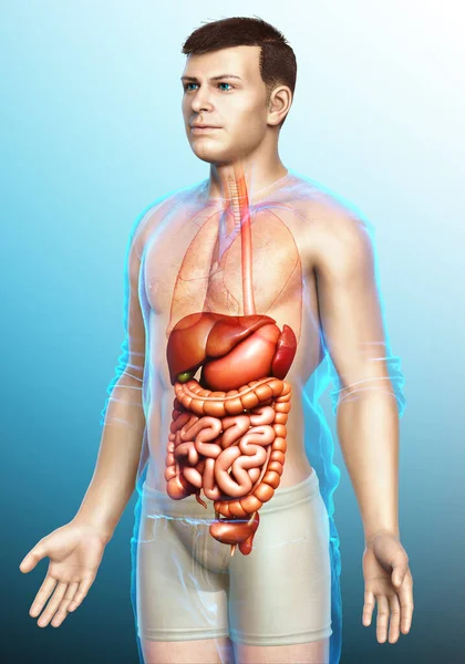 Reso Illustrazione Clinicamente Accurata Maschio Digestive Syste — Foto Stock