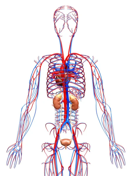 Renderizado Ilustración Médicamente Precisa Los Riñones Sistema Circulatorio — Foto de Stock