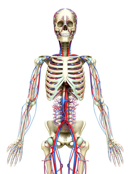 Оказана Медицинская Точная Иллюстрация Системы Кровообращения Скелета — стоковое фото
