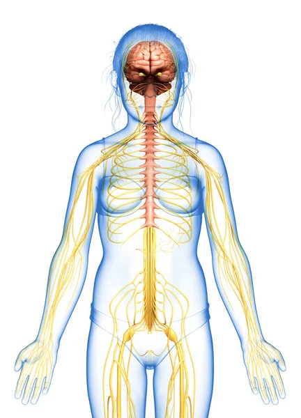 Gjorde Medicinskt Korrekt Illustration Ung Flicka Nervsystemet — Stockfoto