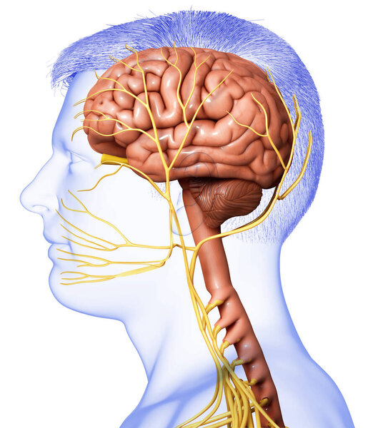 3d оказана медицинская точная иллюстрация мужской анатомии мозга
